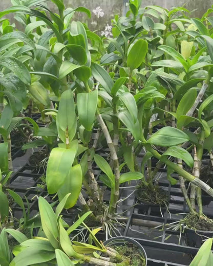 Dendrobium JK5 Yellow