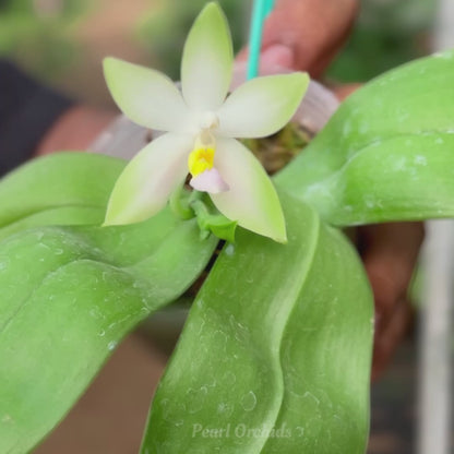 Phal. Bellina fma Pink