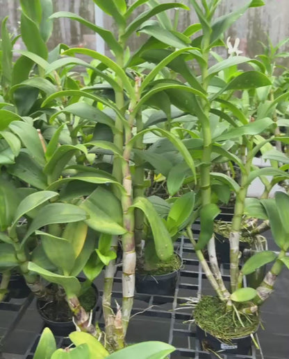 Dendrobium Hang Karok