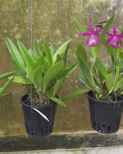 Cattleya Pink Jaguar
