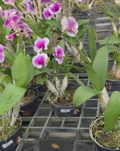 Dendrobium Yaya