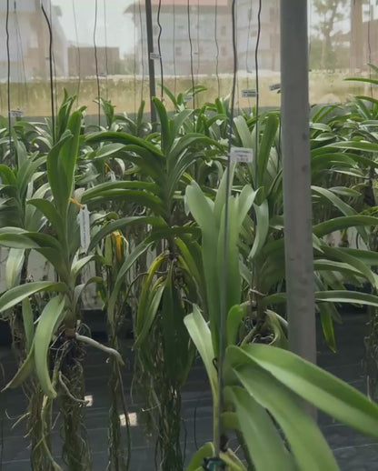 Vanda Kasem's Delight x Peggy foo