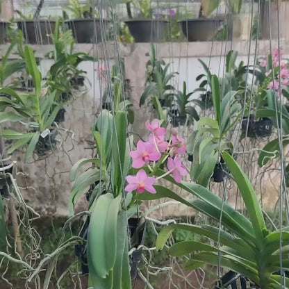 Vanda Prachit Gold x Rhyncostylis Gigantea Hybrid