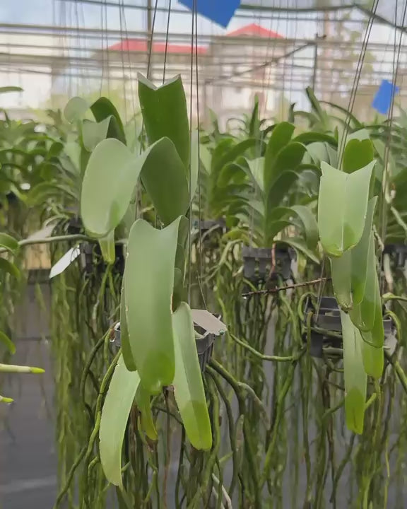 Vanda Wuttipanara Manoonya orchid