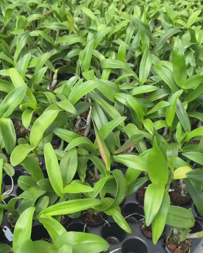 Dendrobium 144 Blue