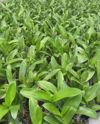 Dendrobium JK 50