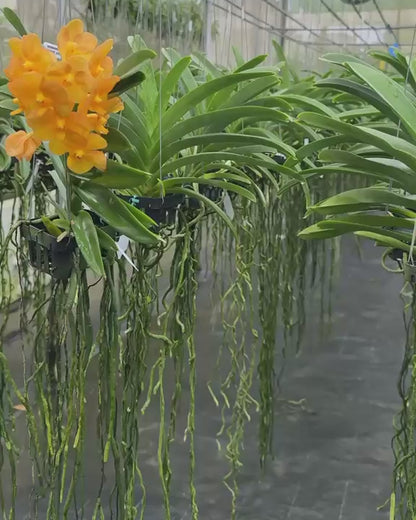 Vanda Charles Good Fellow x Bangkhutien