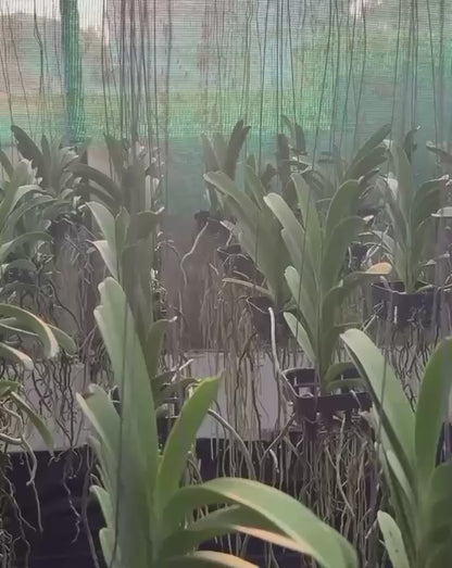 Vanda Natural Pariya