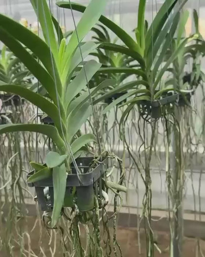 Vanda Renu Gold x Nopporn Gold