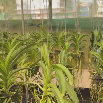 Vanda Kultana White Spot