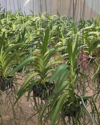 Papilionanda Paksorn Fragrance (Papilionanda Mimi Palmer x Vanda Insignis)