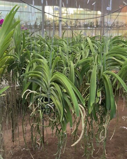 Vanda Pine River x Sasicha (2 plants in one pot)