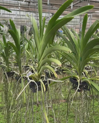 Vanda Siripat Pink