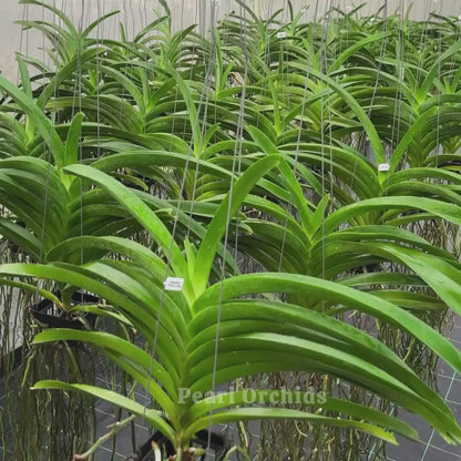 Vanda Thonglor Taveesuksa