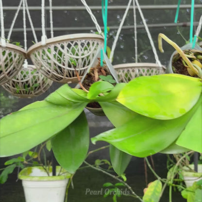 Phal. Tetriana f.livid x sib