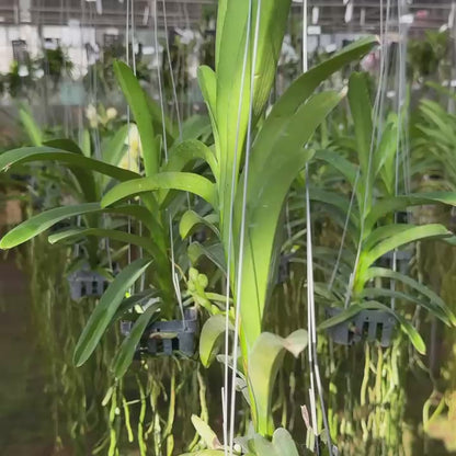 Vanda Ladda Daimond