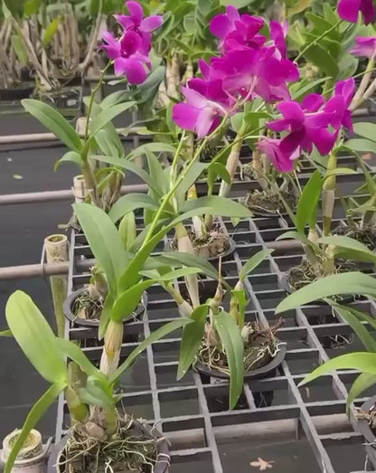 Dendrobium JK 47 Pink