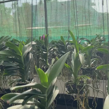 Vanda Somsri Pink x Siriporn Pink