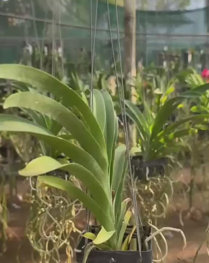 Vanda Udomchai Beauty