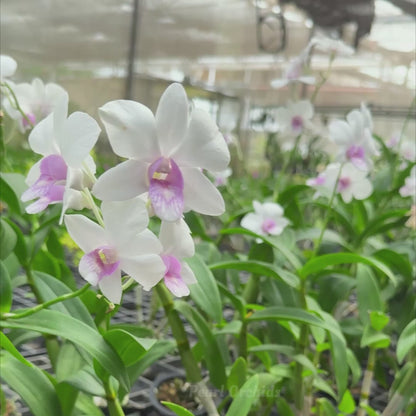 Dendrobium White Pink Lip