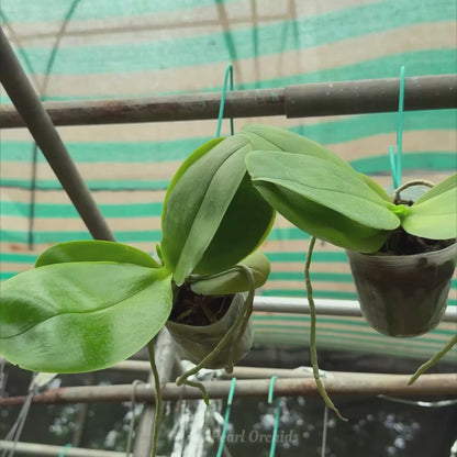 Phal. Bellina