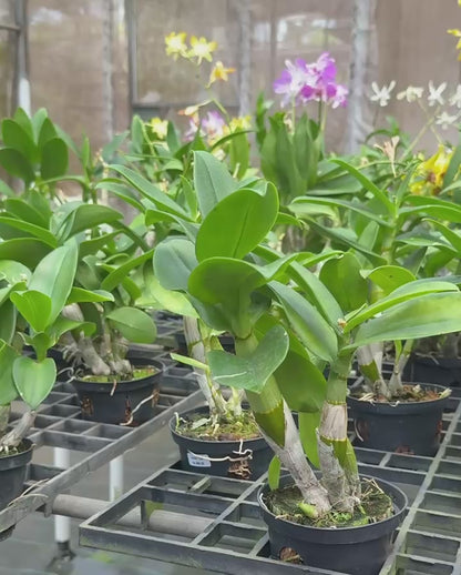 Dendrobium Gudeii 1294