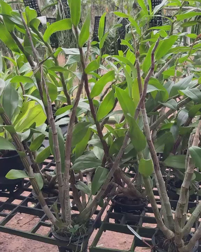 Dendrobium Pulchellum