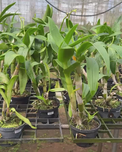 Dendrobium BL 1404
