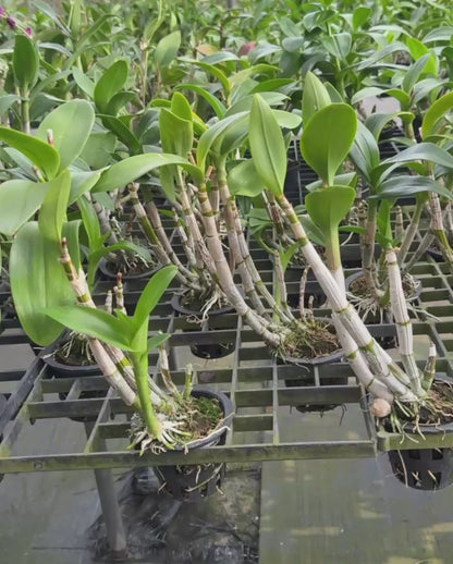 Dendrobium JK52 Two Tone