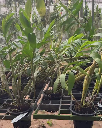 Dendrobium Fimbriatum