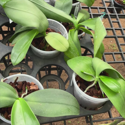 Phal. Gigantea x LD's Bear Queen