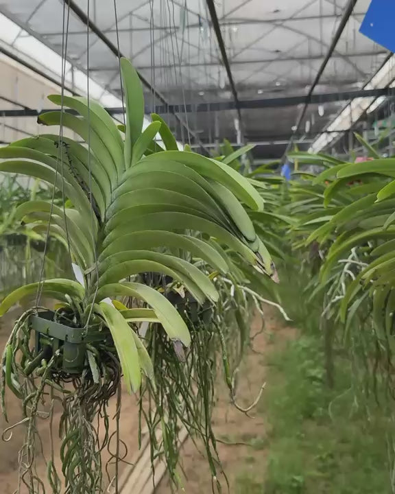 Vanda Rapeepath orchid