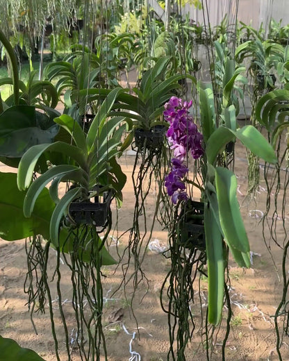 Vanda Thailand Blueboy x Gigantea