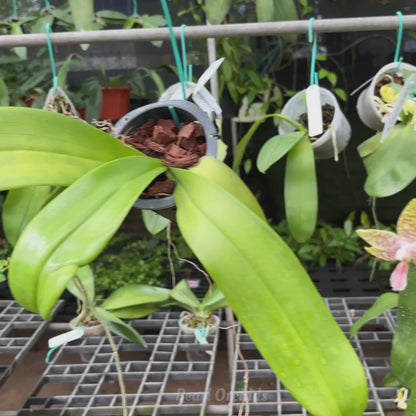 Phal. Amboinnesis x Hieroglyphica