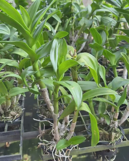 Dendrobium JK56 Sampran Thongchai