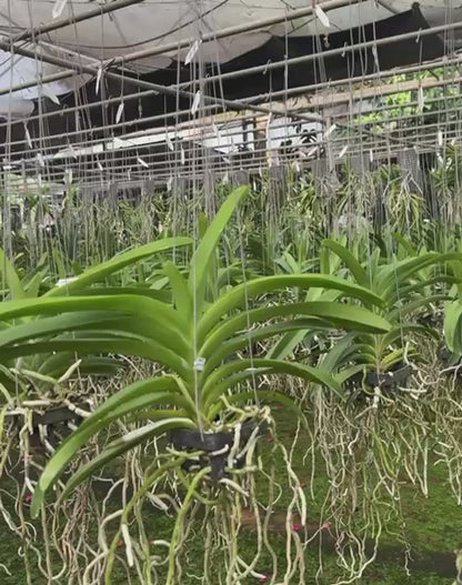 Vanda Pimsai x Jindawat
