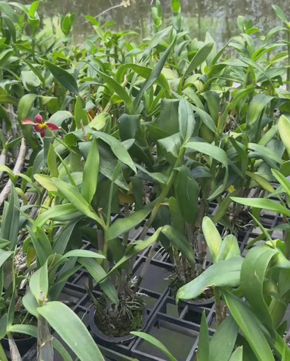 Dendrobium JK 3K 62