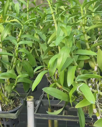 Dendrobium Nobile Watanabe