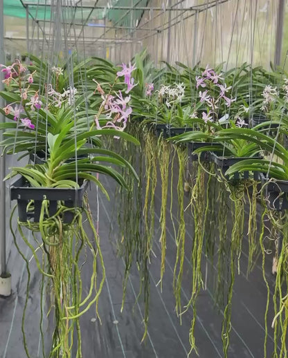 Vanda Lou Sneary Pink (Multihead)