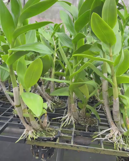 Dendrobium JK40 Jan Jao