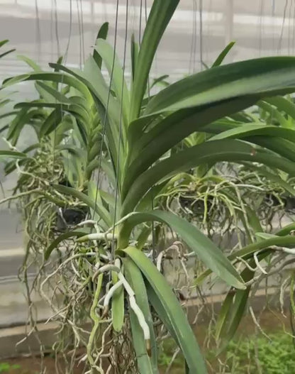 Vanda 2 tone x Kulwadee Fragrance