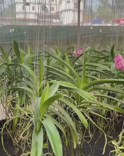 Vanda Kulwadee Fragrance x Thongchai Gold