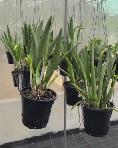 Cattleya Nok Noi