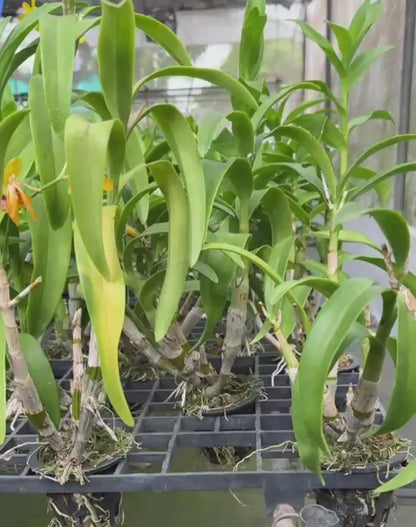 Dendrobium Pensuda