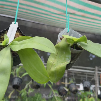 Phal. Bellina Alba