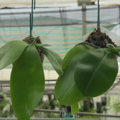 Phal. Speciosa Sky Blue x Phal. Violacea Indigo