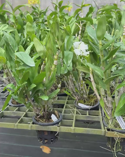 Dendrobium Nobile White Green Lip