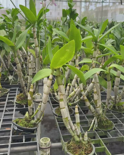 Dendrobium Popeye