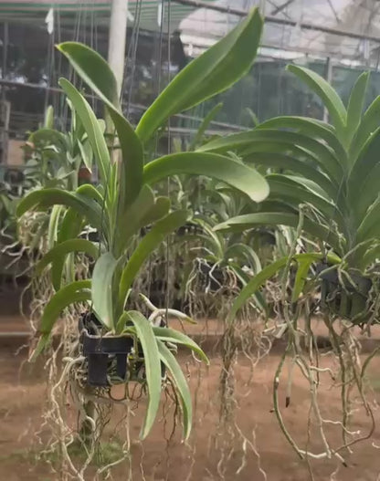 Vanda Viboon x Bitz's Hearthrob