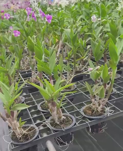 Dendrobium JK Mini 3 Lip